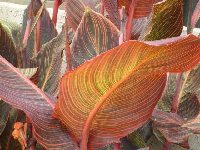 canna leaves.jpg