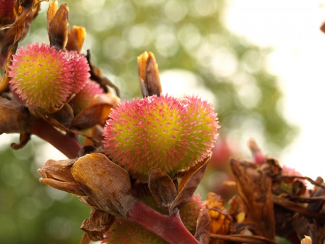 canna seed.jpg