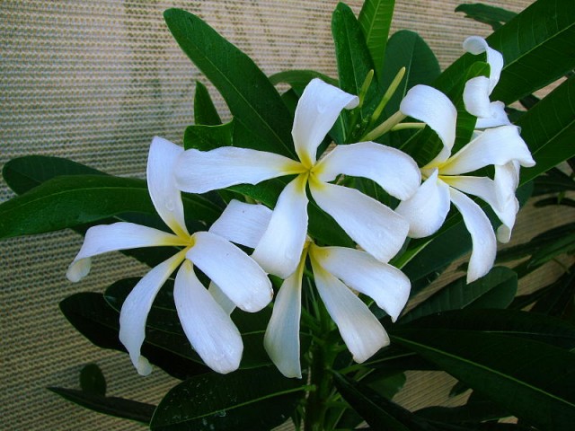 Plumeria sericifolia.jpg