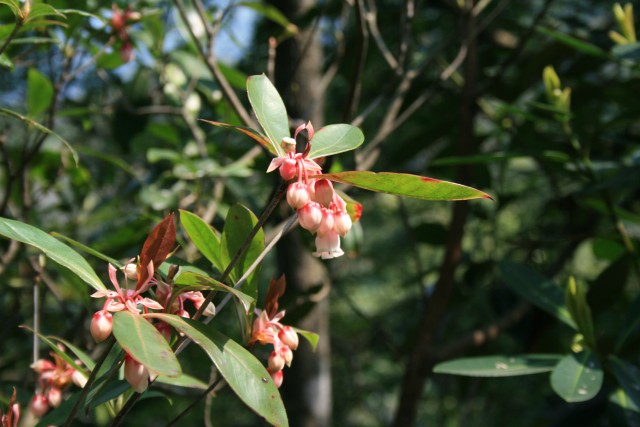 Enkianthus_quinqueflorus_09032008a.jpg